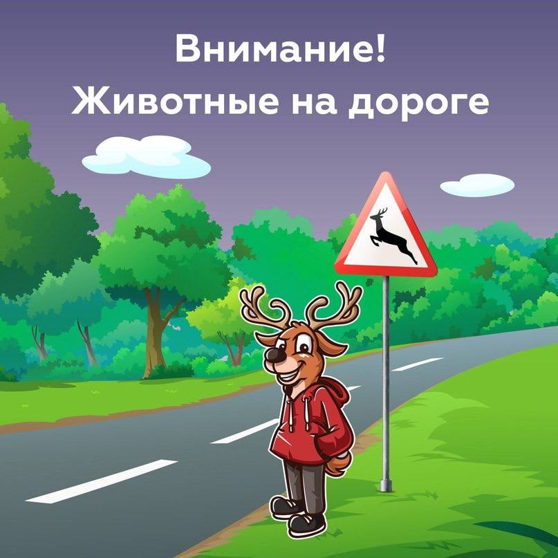 Внимание! Животные на дороге!.