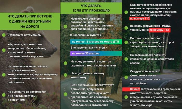 Предотвращение возникновения дорожно- транспортных происшествий с участием объектов животного мира(животных). Предотвращение возникновения дорожно- транспортных происшествий с участием объектов животного мира(животных).